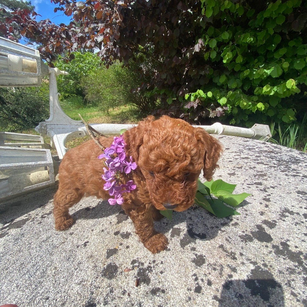 de Crystal Bully Bully - BB. Caniche nain petit 
