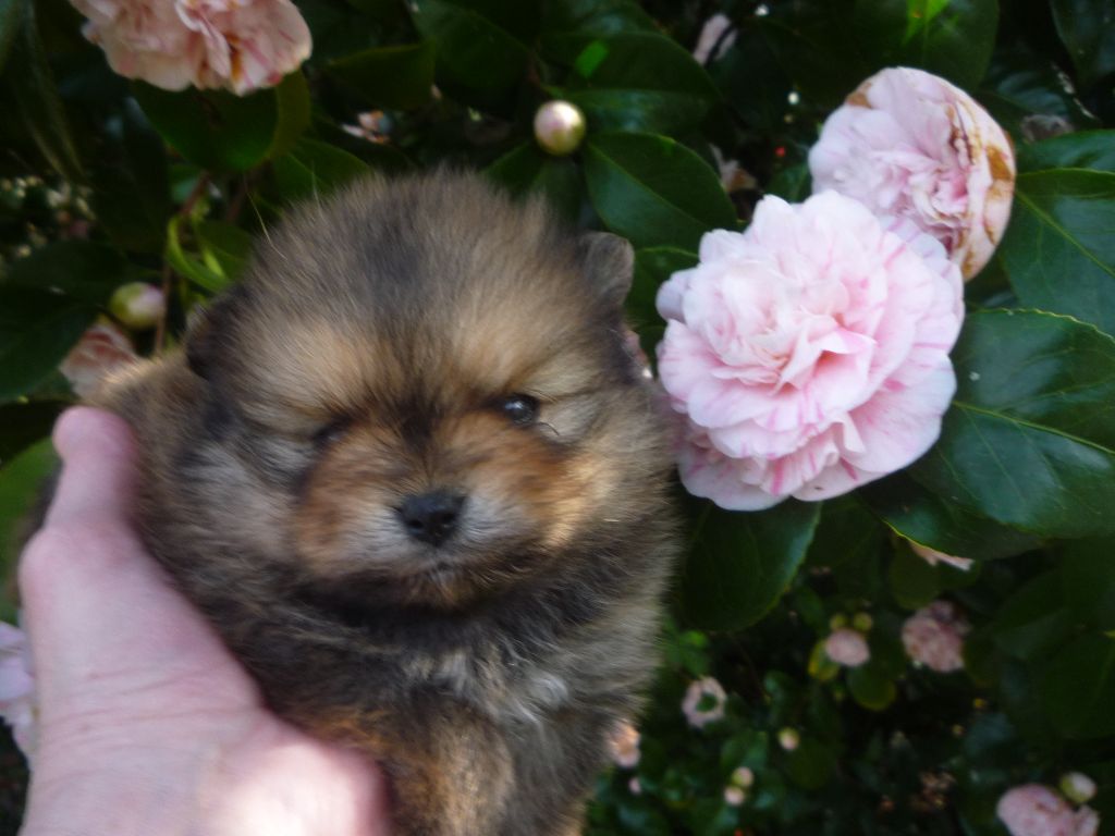 de Crystal Bully Bully - 3 Bb Spitz Pomeraniens nains LOF 